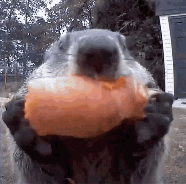 Hungry beaver :Dogs and frogs have had their day, it’s time for hungry beaver to take reign.