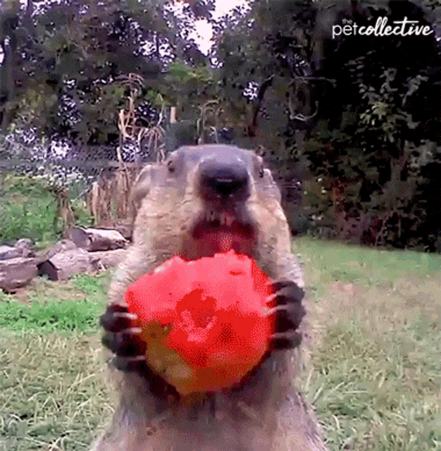 THE BEAVER'S RISE